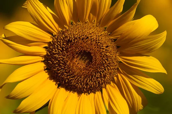 Eine Blühende Sonnenblume Isoliert Verschwommenen Hintergrund — Stockfoto