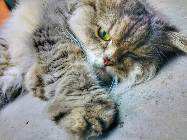 Крупним Планом Милий Перський Кіт Зеленими Очима — стокове фото