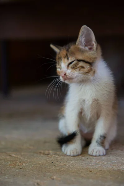 Ein Kleines Kätzchen Mit Geschlossenen Augen — Stockfoto