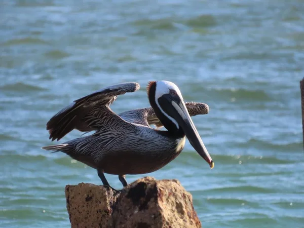 Plano Superficial California Brown Pelican Posado Una Roca Orilla Isla — Foto de Stock