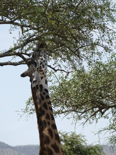 Frumoasă Fotografie Girafei Maasai Giraffe Tippelskirchi Lângă Copac Acacia Din — Fotografie, imagine de stoc