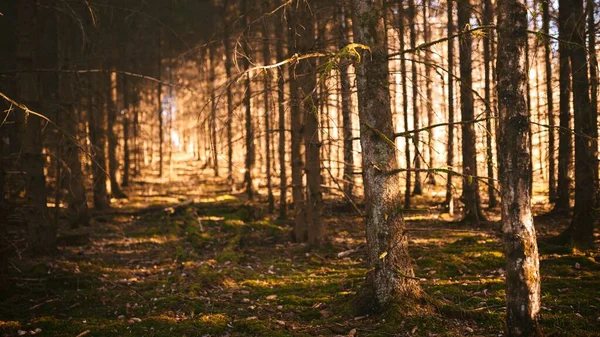 Uma Vista Panorâmica Uma Floresta Com Luz Solar Visível Através — Fotografia de Stock