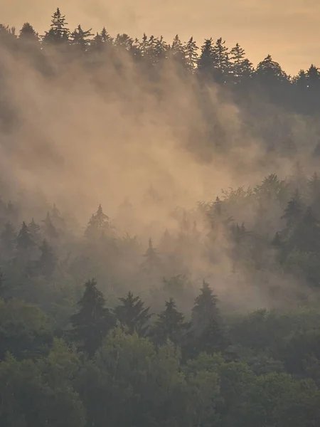 Vertikální Záběr Krásného Zeleného Lesa Mlhavé Mlhavé Počasí Pro Pozadí — Stock fotografie