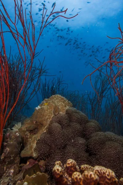 Primer Plano Colorido Pez Nadando Mar Azul Profundo Sobre Coral —  Fotos de Stock