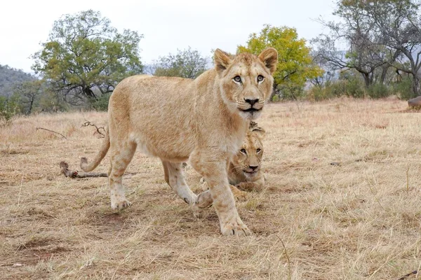 Κοντινό Πλάνο Δύο Άγριων Αφρικανικών Λιονταριών Ένα Σαφάρι — Φωτογραφία Αρχείου