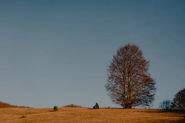 太陽と空を背景にした一本の木 秋の風景 — ストック写真