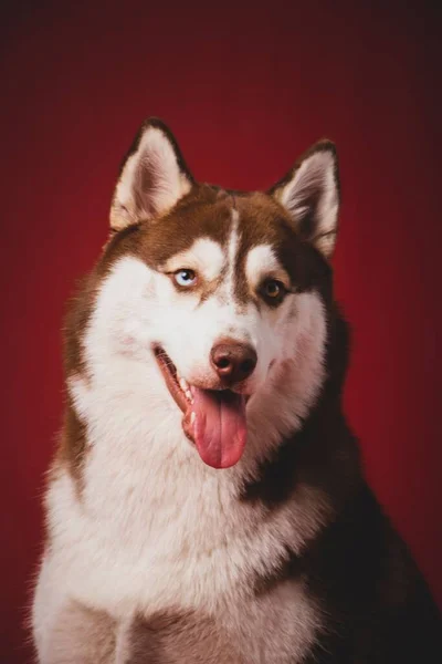 Retrato Vertical Adorable Bobo Husky Siberiano Con Lengua Hacia Fuera — Foto de Stock