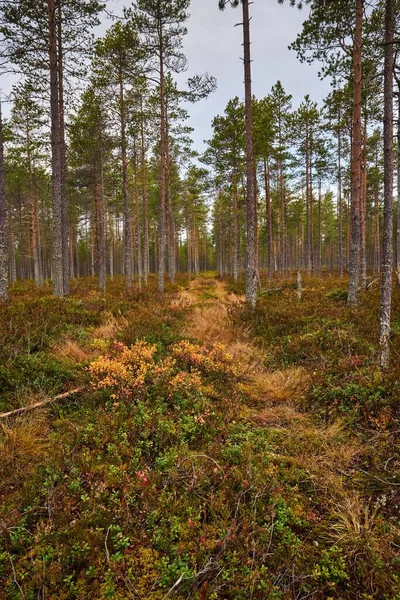 森の中の高い木に囲まれた足跡の道のイメージ — ストック写真