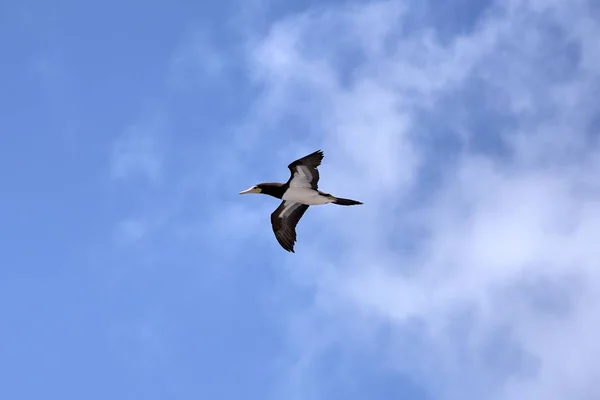 Brun Booby Flyger Mot Blå Himmel Med Moln — Stockfoto