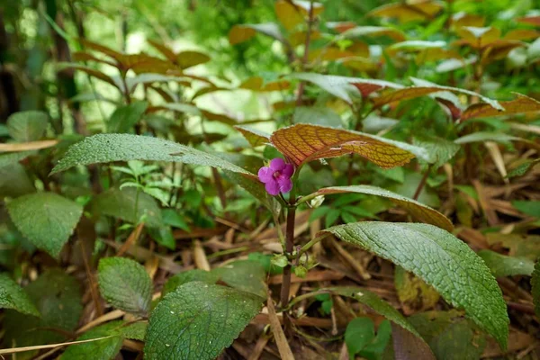 Primer Plano Una Flor Silvestre Púrpura Floreciendo Bosque —  Fotos de Stock