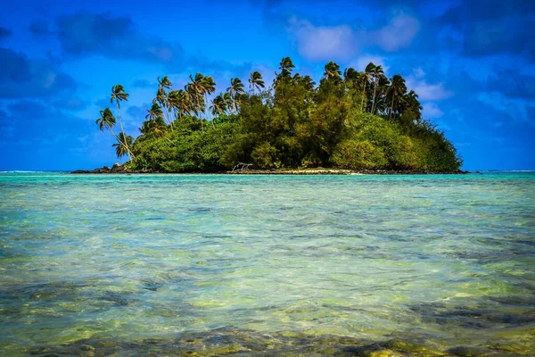 Algunos Árboles Verdes Isla Takutea — Foto de Stock