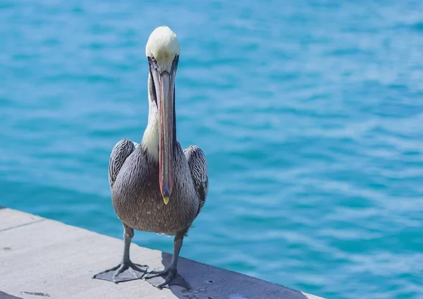 Suyun Arka Planında Taşlı Zemine Tüneyen Bir Pelikan — Stok fotoğraf