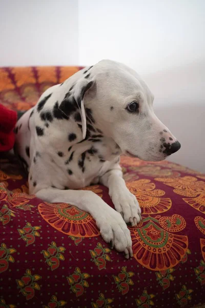 Dalmatský Pes Ležící Měkké Posteli — Stock fotografie