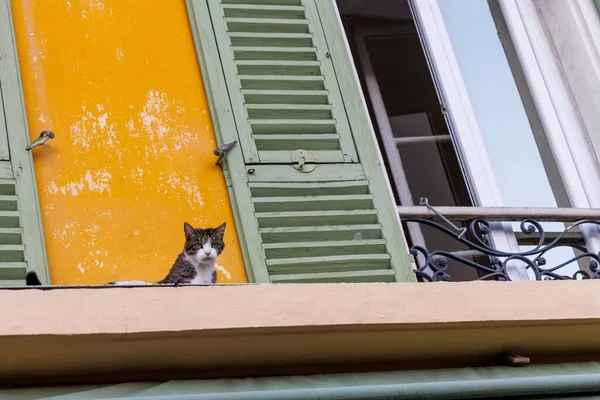 Nízký Úhel Záběr Roztomilé Kočky Stavební Římse Blízkosti Balkónu — Stock fotografie
