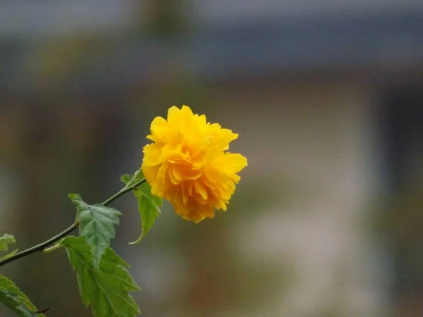 Primo Piano Fiore Giallo Kerria Giapponese Uno Sfondo Morbido Sfocato — Foto Stock