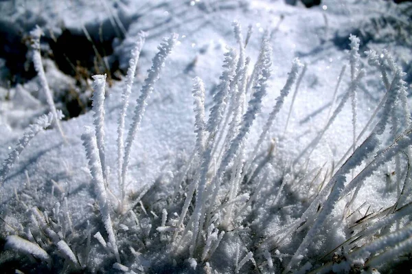 Close Arbusto Congelado Chão Nevado Inverno — Fotografia de Stock