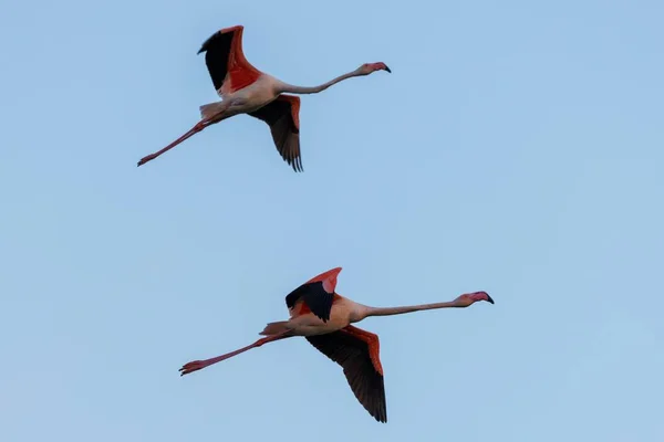 stock image A low angle shot of two flamingos flying in the sky