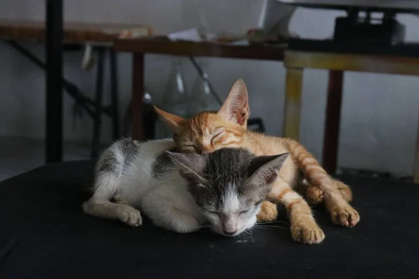 Bir Kumaşın Üzerinde Uyuyan Iki Kedi Yavrusunun Yakın Çekimi — Stok fotoğraf