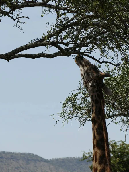 Beautiful shot of Maasai giraffe ( Giraffe tippelskirchi ) near an acacia tree in Serengeti National park, Tanzania, Africa