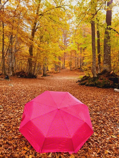 Fuchsiově Zbarvený Otevřený Deštník Podzimních Barvách Lesa — Stock fotografie