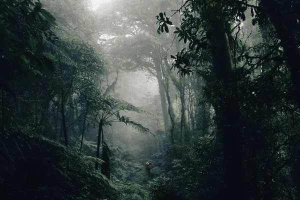 Scenic View Person Walking Rainforest Foggy Day — Stock Photo, Image