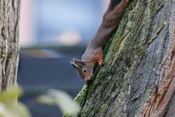 Ein Entzückendes Rotes Eichhörnchen Das Einen Baumstamm Hinuntergeht — Stockfoto
