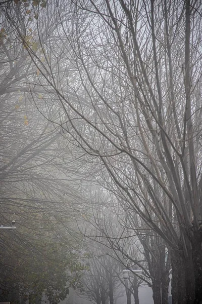 Plano Vertical Ramas Árboles Sin Hojas Cubiertas Niebla — Foto de Stock