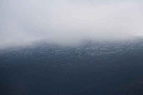 Vzdušný Záběr Obrovského Lesa Pokrytého Mlhou — Stock fotografie