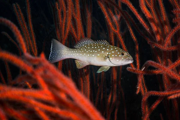 サンゴ礁の上の深い青色の海で泳ぐカラフルな魚のクローズアップショット — ストック写真