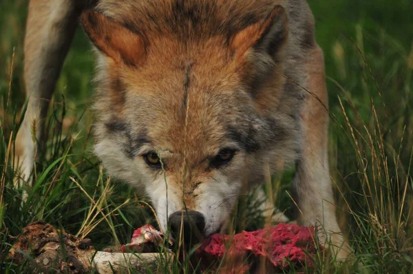 Dziki Wilk Pożerający Swoją Zdobycz Polu — Zdjęcie stockowe