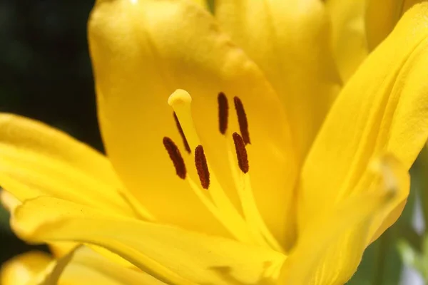Eine Nahaufnahme Einer Gelben Lilienblüte — Stockfoto