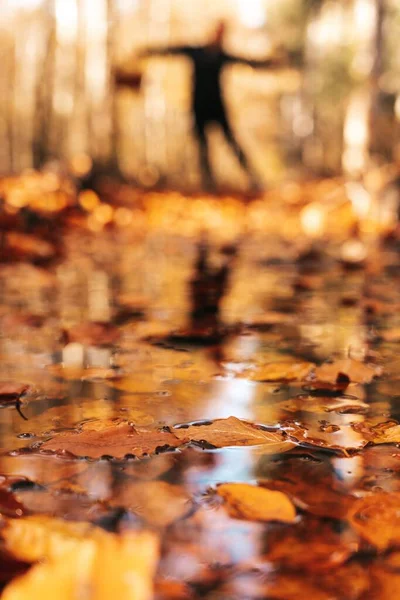 一缕秋天干枯的叶子在日光下落在森林里的雨点上 — 图库照片