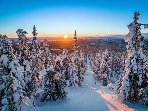 Мальовничий Вид Ліс Деревами Вкритими Білим Снігом Взимку Заході Сонця — стокове фото