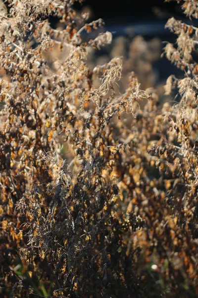 Eine Nahaufnahme Einer Trockenen Wildpflanze Freien Mit Verschwommenem Hintergrund — Stockfoto