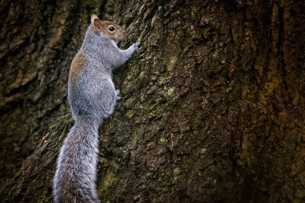 Close Esquilo Bonito Subindo Tronco Árvore — Fotografia de Stock