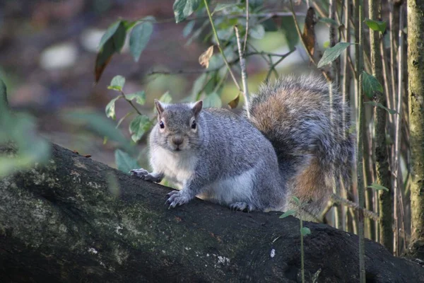 Ein Schöner Blick Auf Ein Eichhörnchen Park — Stockfoto