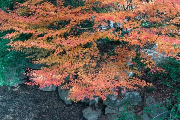 Barevné Listy Podzimního Javoru Parku Hangzhou Čína — Stock fotografie