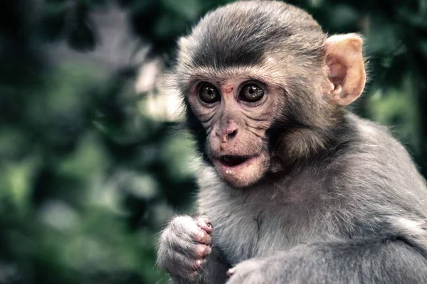 Pendekatan Dari Monyet Rhesus Muda Macaca Mulatta — Stok Foto