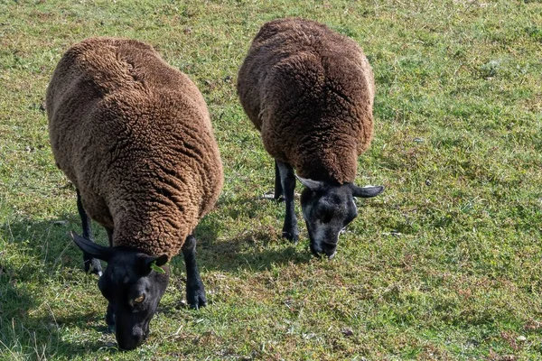 在乡间草地上吃草的两只深褐色的羊的高角镜头 — 图库照片