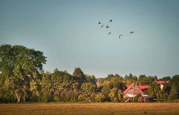 A flock of birds flying in the blue sky above a small wooden hut, a field and trees on a sunny day