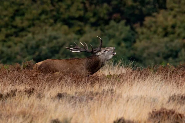 Huge Male Red Deer Exmoor Annual Mating Season — Stock Photo, Image
