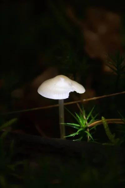Closeup Growing Amanita Phalloides Mushroom — Stock Photo, Image
