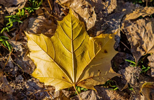 Крупный План Осеннего Желтого Листа Окруженного Сухими Опавшими Листьями — стоковое фото
