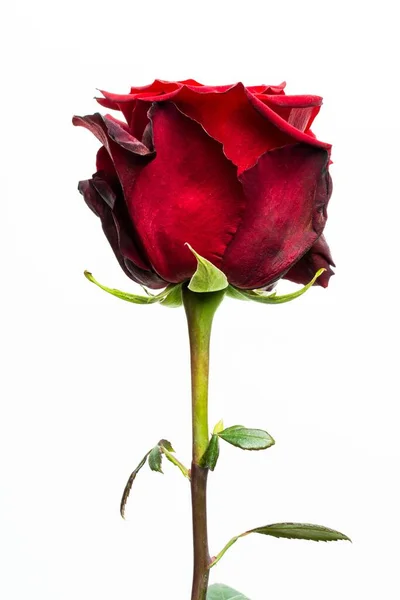 Vertical Shot Beautiful Single Red Rose Isolated White Background — Stock Photo, Image