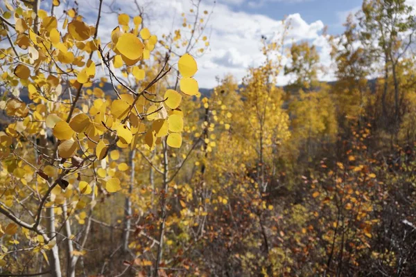 Κίτρινα Φύλλα Στη Λεύκα Δάσος Στο Θολό Φόντο Μια Ηλιόλουστη — Φωτογραφία Αρχείου