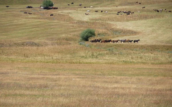 Вид Воздуха Лошадей Коров Пасущихся Поле — стоковое фото