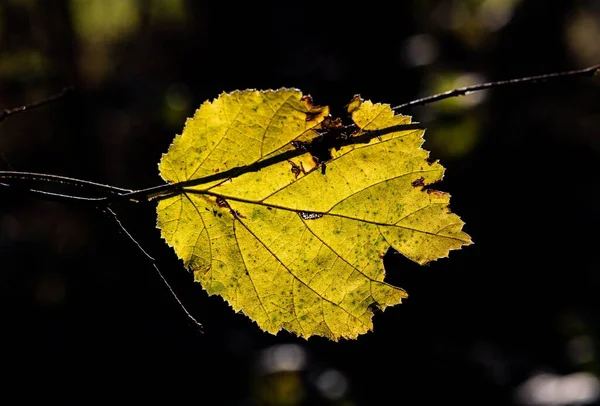 Bulanık Bir Arkaplanda Sonbahar Sarı Yaprağının Yakın Plan Çekimi — Stok fotoğraf