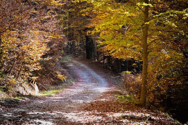 Malowniczy Widok Drogę Lesie Valia Kalda Epirus Sezonie Jesiennym Północna — Zdjęcie stockowe