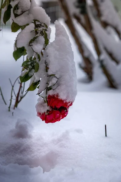 Svislé Červené Růže Pokryté Bílým Nadýchaným Sněhem Dvorku Zimě — Stock fotografie