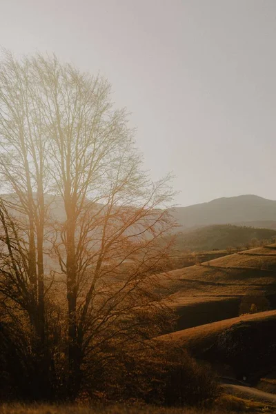 太陽と澄んだ空に対する一本の木の垂直 秋の風景の背景 — ストック写真